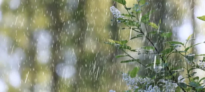 spring_rain_abstract_flowers_background_548821_52074-thumb