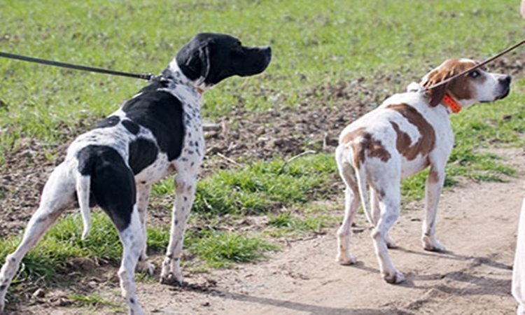 Η Κυπριακή Ομοσπονδία Κυνηγίου καλεί τον Πρόεδρο να αναπέμψει τον νόμο για τα σκυλιά