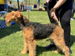 ΔΚ-Διεθνής-Έκθεση-Μορφολογίας-Σκύλων1