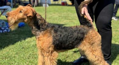 ΔΚ-Διεθνής-Έκθεση-Μορφολογίας-Σκύλων1