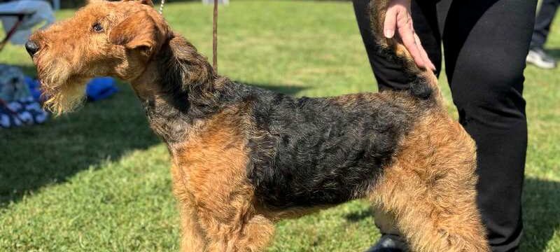 ΔΚ-Διεθνής-Έκθεση-Μορφολογίας-Σκύλων1