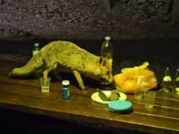 121