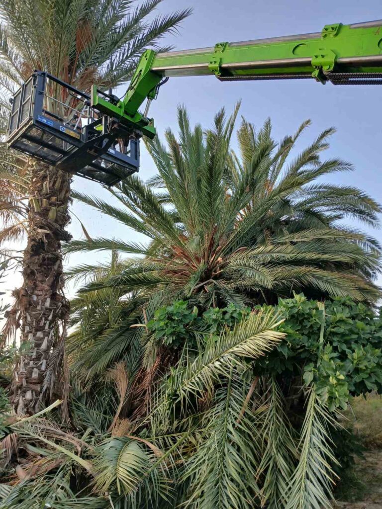 Δήμος Λάρνακας: Έναρξη εργασιών Κλαδέματος Φοινικόδεντρων  (φώτο)