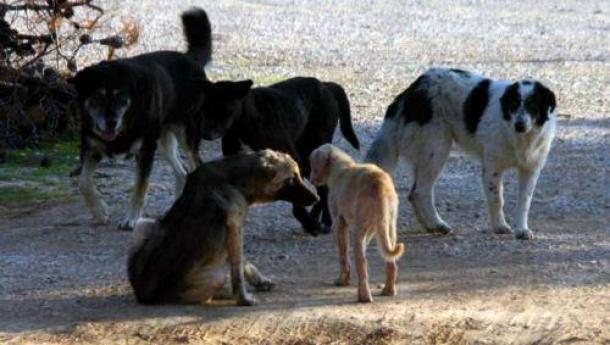 Ένωση Δήμων: Πισωγύρισμα η αποδυνάμωση του νόμου για σκύλους