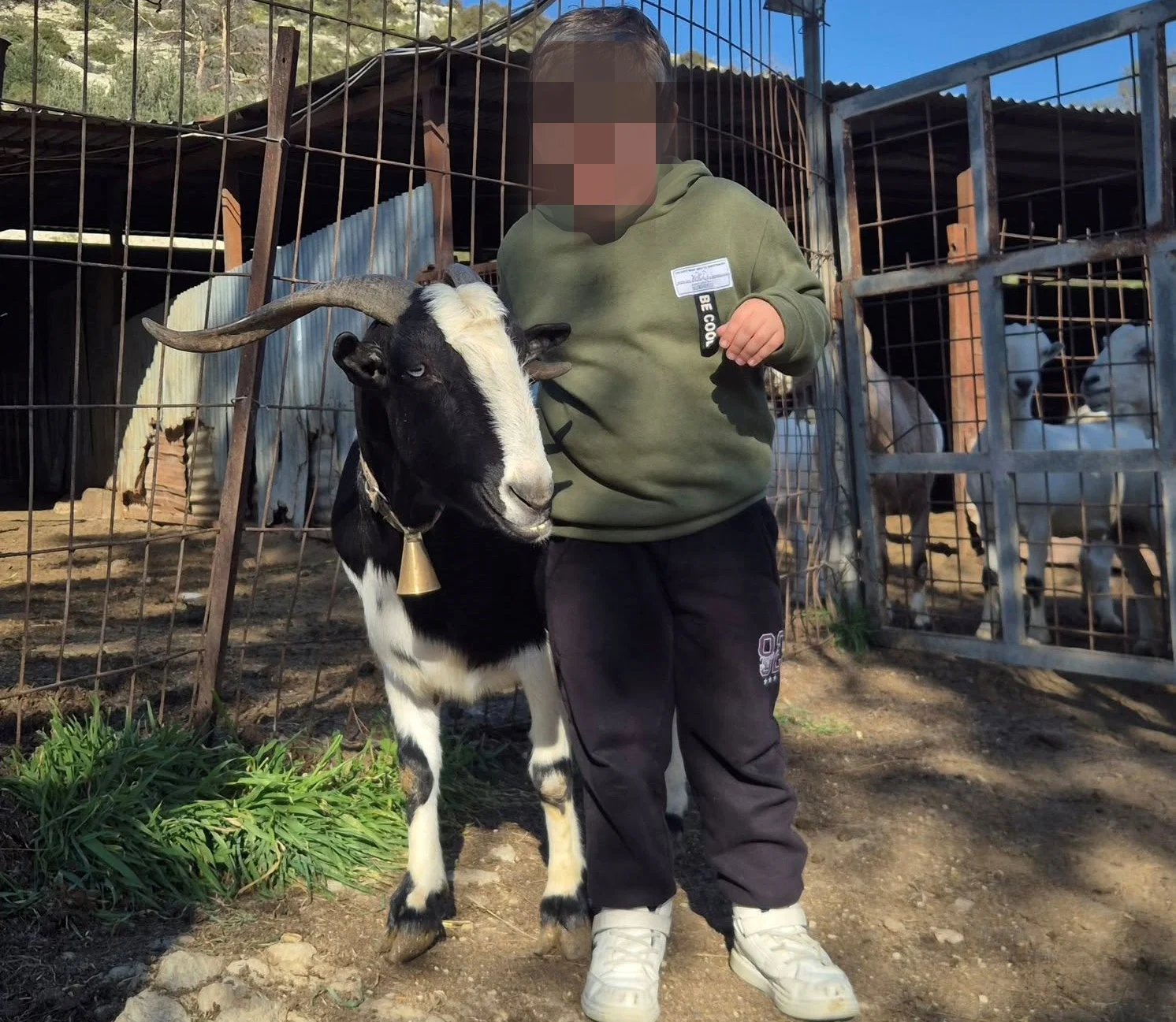 Συγκλονίζει κτηνοτρόφος: «Έχουμε μιαν αίγιαν σαν κόρη μας,θα έρθει η σειρά μας»