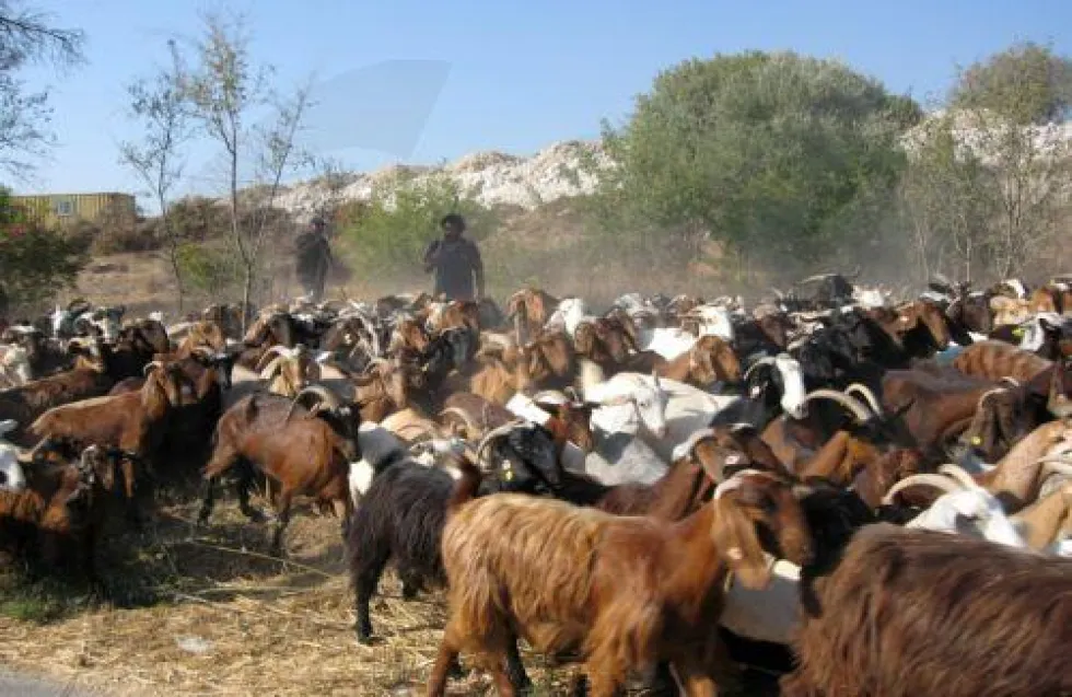 Αιγοπροβατοτρόφοι κατά Παναγιώτου: «Μοδιστρικές» ικανότητες-Ο τροχός γυρίζει