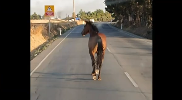 Άλογο κόβει βόλτες αμέριμνο στους δρόμους της Πάφου