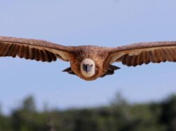 a-griffon-vulture-Raija-Howard-low-res-for-site