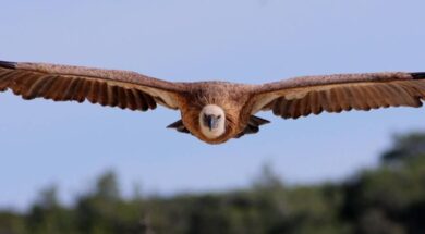 a-griffon-vulture-Raija-Howard-low-res-for-site