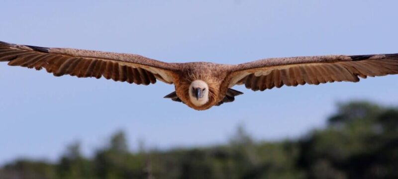a-griffon-vulture-Raija-Howard-low-res-for-site
