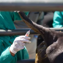 aphthodes_puretos_embolio_photo_b2e16d0bafill_1600x900