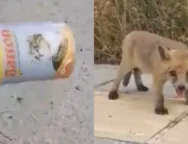 collage