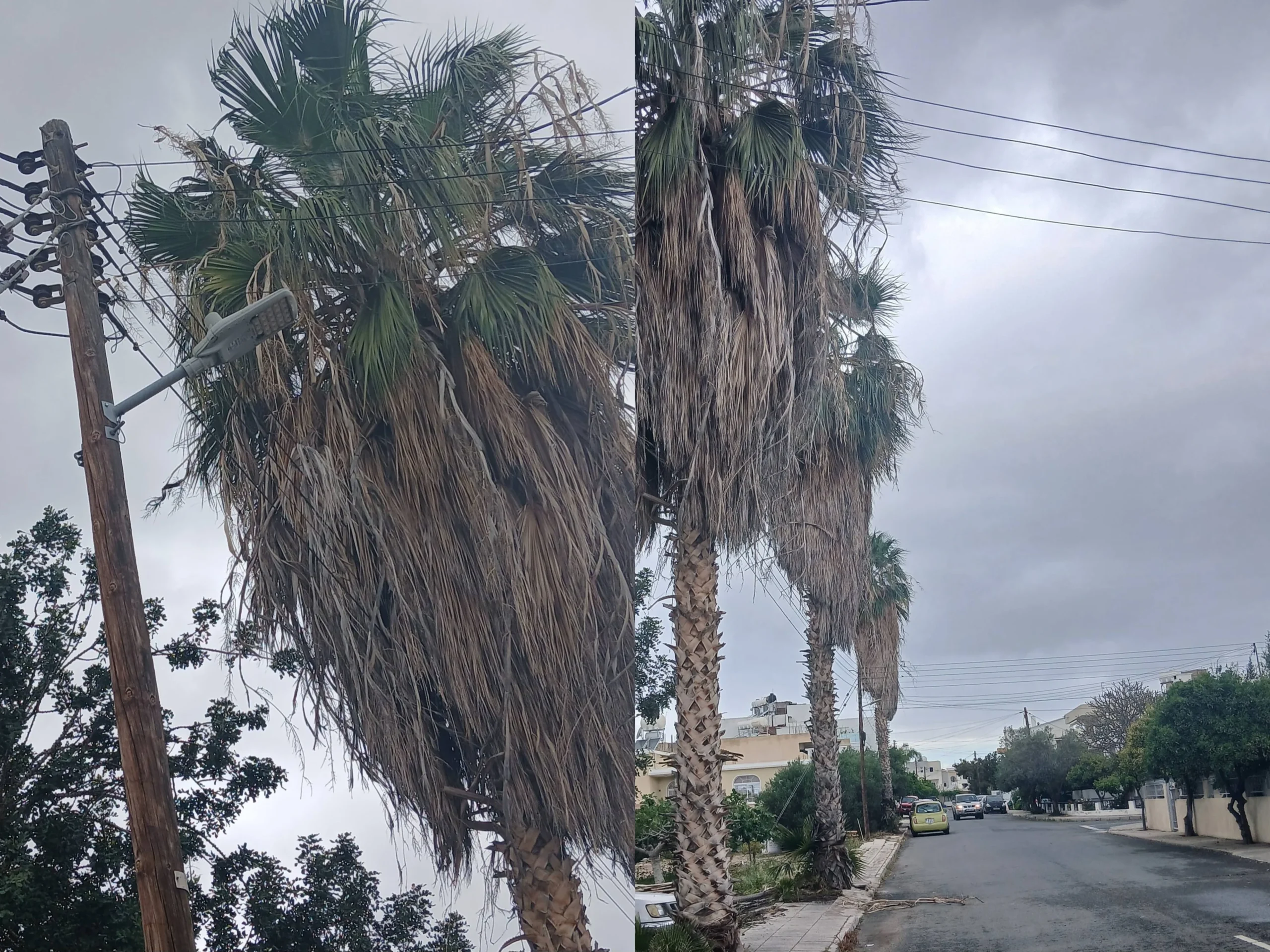 Κίνδυνος φωτιάς από καλώδια σε φοινικόδεντρα στη Χλώρακα – Έκκληση παρέμβασης