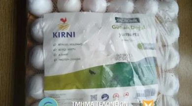 eggs