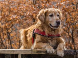 nature-dog-cute-animal