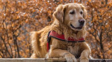 nature-dog-cute-animal