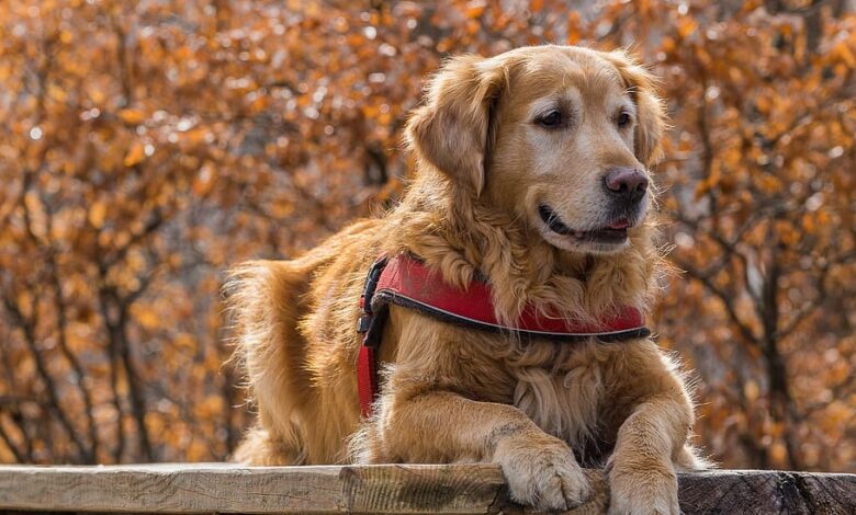 nature-dog-cute-animal