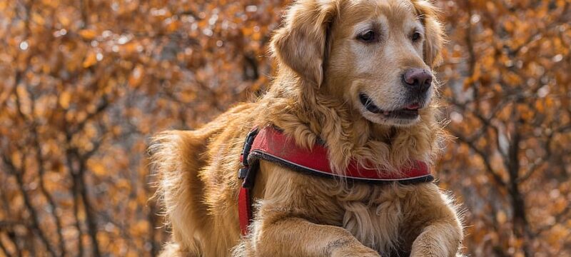 nature-dog-cute-animal