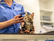 A kitten having their microchip scanned by a Battersea vet nurse