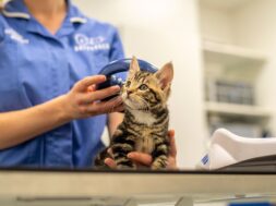 A kitten having their microchip scanned by a Battersea vet nurse