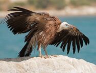 Stranded-Griffon-Vulture-at-Episkopi-by-BirdLife-Cyprus_ID_1324556