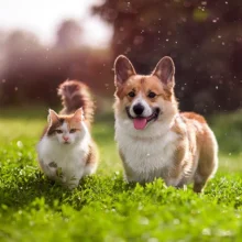 caninecottages_guides_1725979524538-Untitled-1