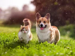 caninecottages_guides_1725979524538-Untitled-1