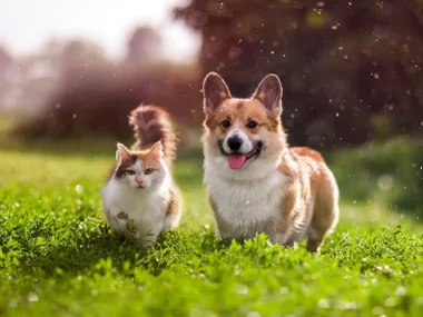 caninecottages_guides_1725979524538-Untitled-1