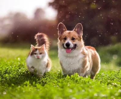 caninecottages_guides_1725979524538-Untitled-1