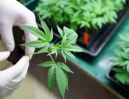 cannabis_sh