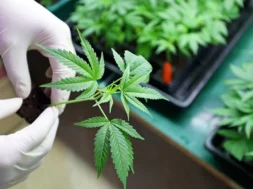 cannabis_sh