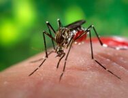 image_4056e-aedes-aegypti-3