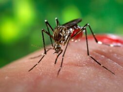 image_4056e-aedes-aegypti-3
