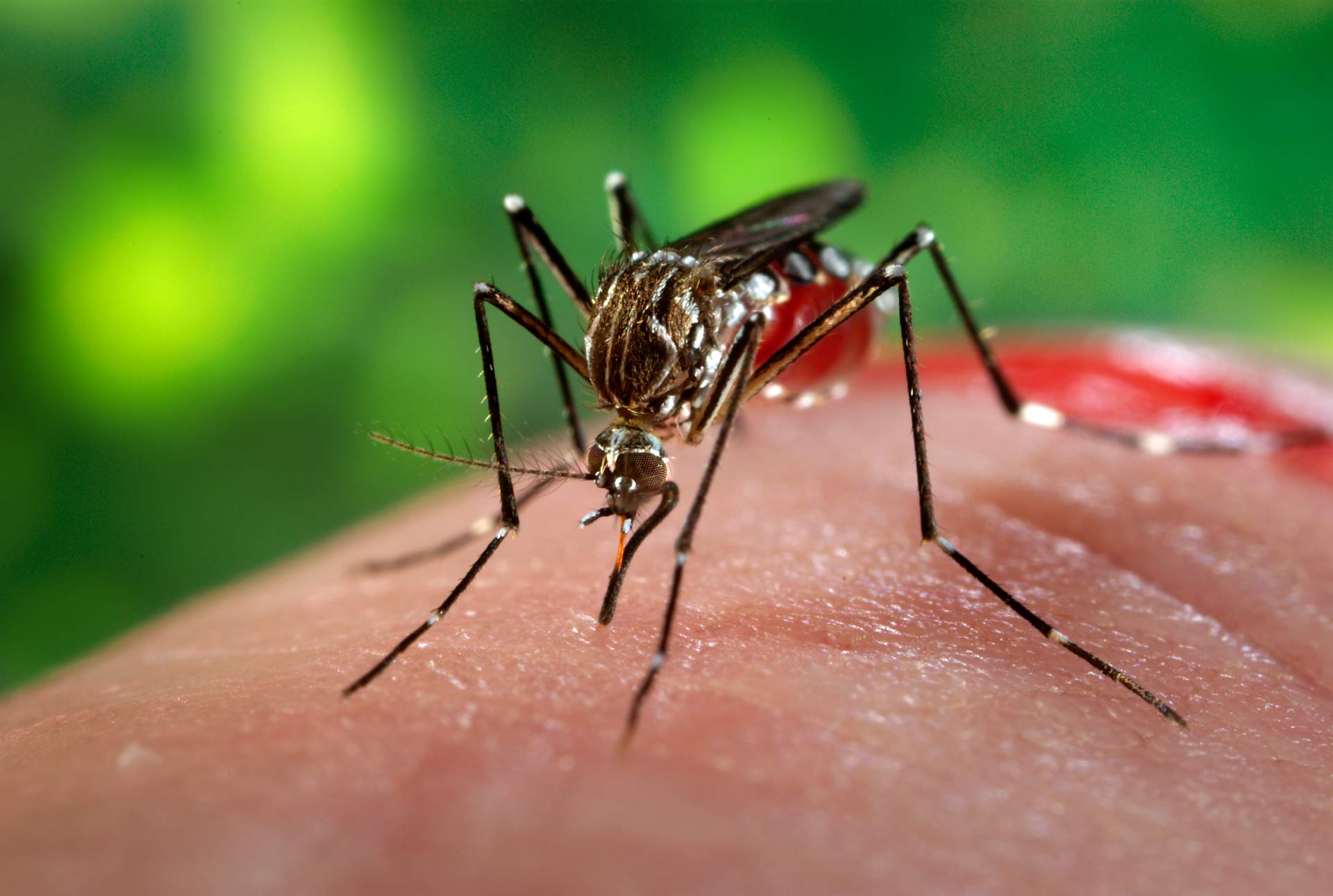 image_4056e-aedes-aegypti-3