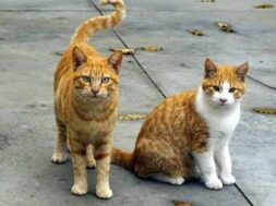images (8)