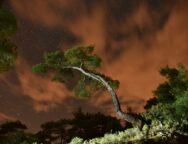 nor_echoes_of_trees