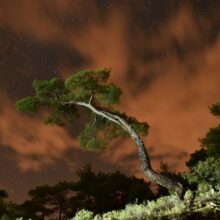 nor_echoes_of_trees