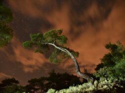 nor_echoes_of_trees