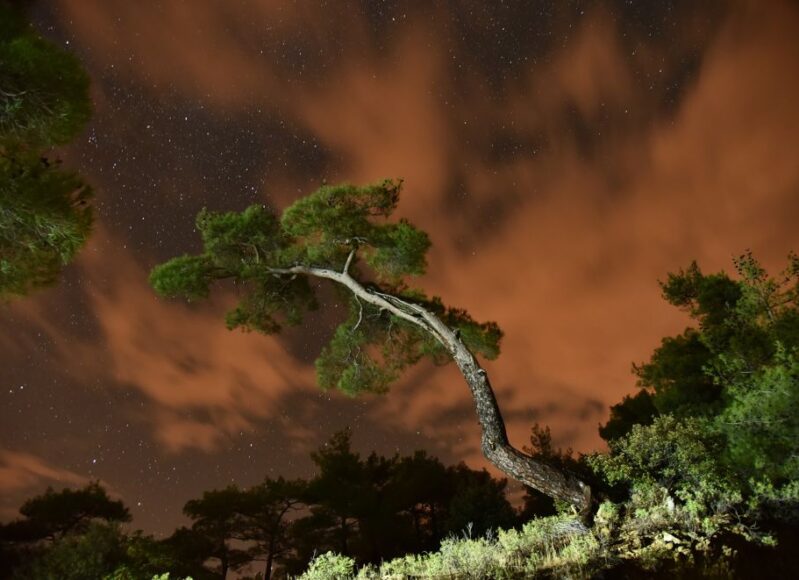 nor_echoes_of_trees