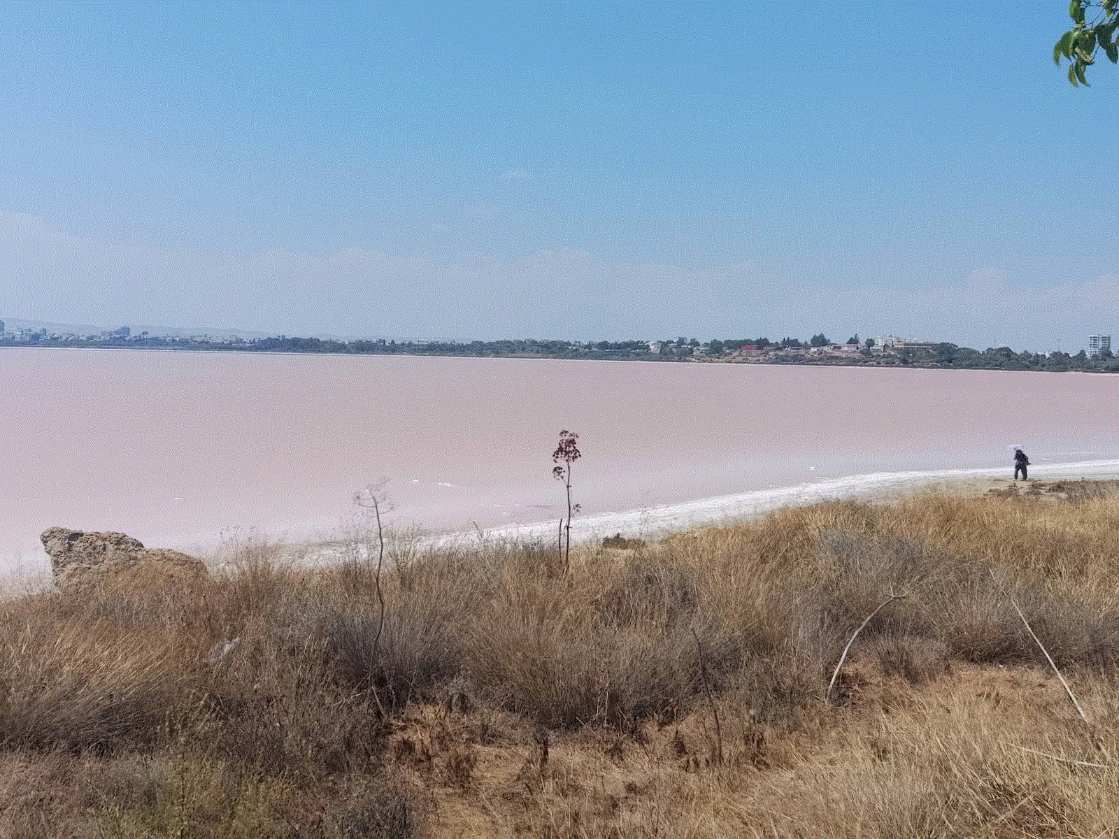 ΚΟΚΚΙΝΗ ΑΛΥΚΗ 2