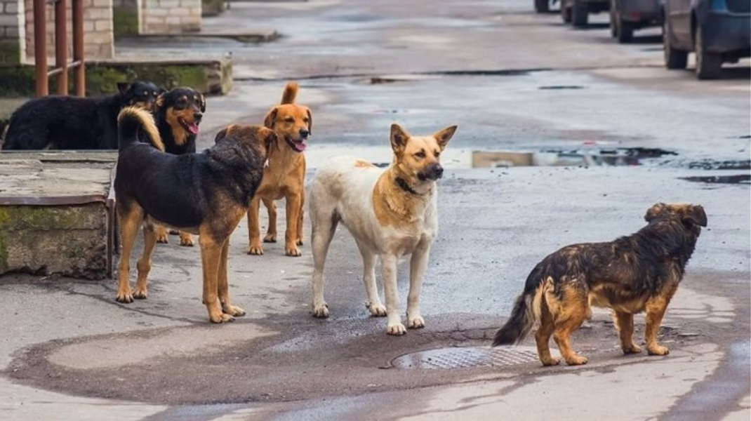 Ανησυχία από την παρουσία αδέσποτων σκύλων στο Κρατικό Δάσος Πάφου