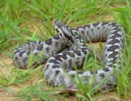 Kalaentzis_vipera_ammodytes