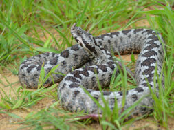 Kalaentzis_vipera_ammodytes