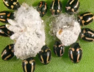 hyperaspis_trifurcata_f-large_thumbnail (1)