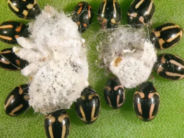 hyperaspis_trifurcata_f-large_thumbnail (1)
