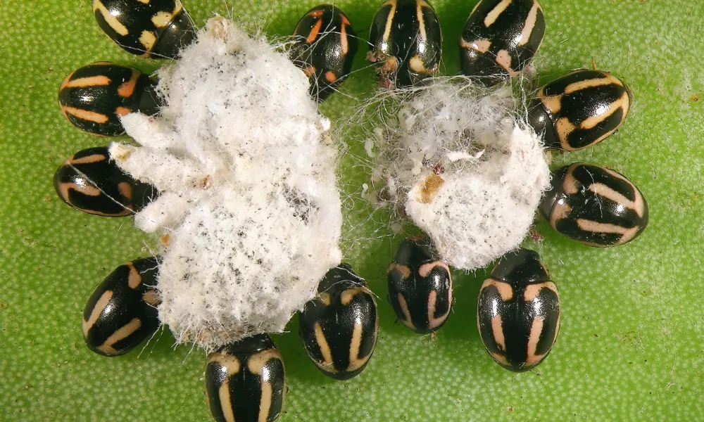 hyperaspis_trifurcata_f-large_thumbnail (1)