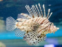 lion-fish-in-water-free-photo