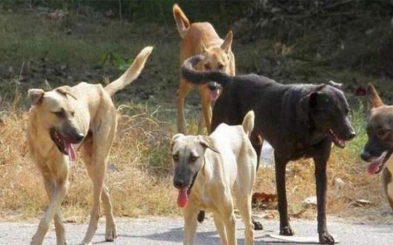 Θεοπέμπτου: Η θανάτωση αδέσποτων σκύλων πρέπει να είναι η έσχατη λύση