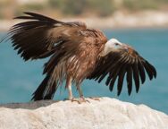 Stranded-Griffon-Vulture-at-Episkopi-by-BirdLife-Cyprus_ID_1324556