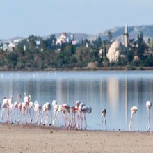 flamingo-birdsjpg